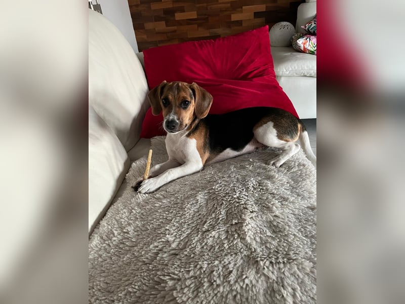 Beagle-Jack Russel Hündin 6 Monate
