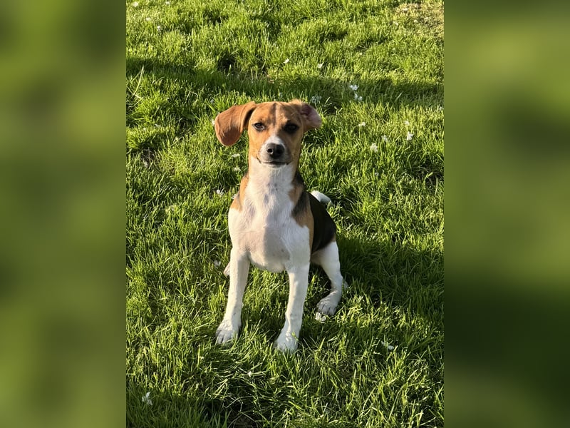 Beagle-Jack Russel Hündin 6 Monate