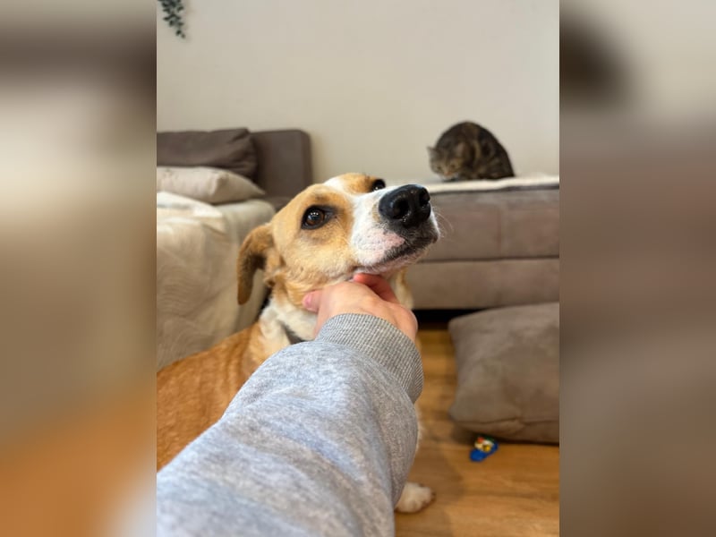 Süßer, rundum netter Beagle Corgi ähnl.  Hundejunge, 2,5J., gepflegt, kastriert