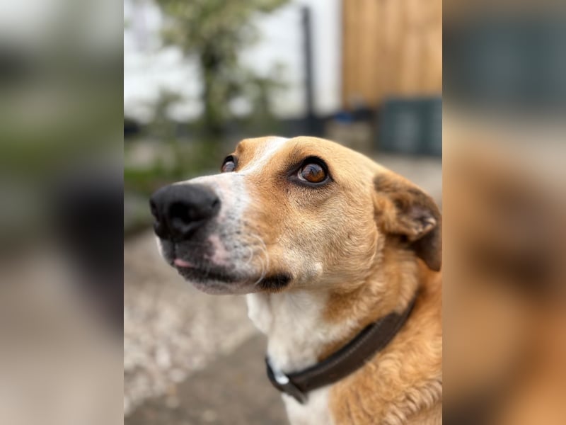 Süßer, rundum netter Beagle Corgi ähnl.  Hundejunge, 2,5J., gepflegt, kastriert