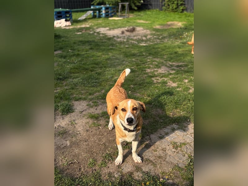 Süßer, rundum netter Beagle Corgi ähnl.  Hundejunge, 2,5J., gepflegt, kastriert
