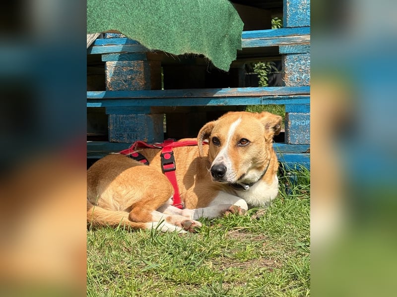 Süßer, rundum netter Beagle Corgi ähnl.  Hundejunge, 2,5J., gepflegt, kastriert