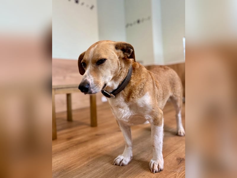 Süßer, rundum netter Beagle Corgi ähnl.  Hundejunge, 2,5J., gepflegt, kastriert