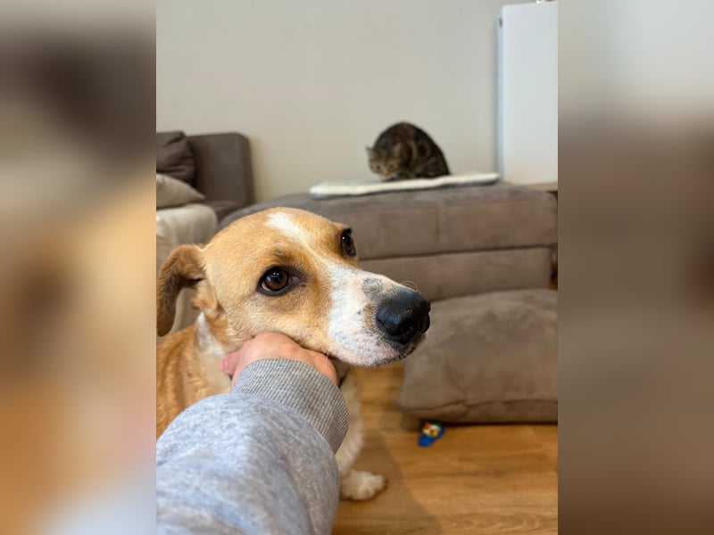 Süßer, rundum netter Beagle Corgi ähnl.  Hundejunge, 2,5J., gepflegt, kastriert