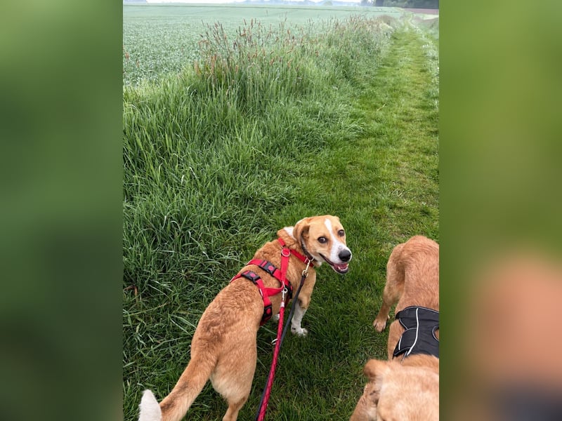Süßer, rundum netter Beagle Corgi ähnl.  Hundejunge, 2,5J., gepflegt, kastriert