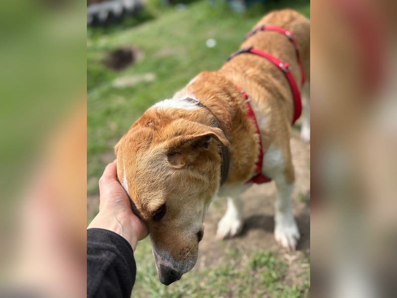 Süßer, rundum netter Beagle Corgi ähnl.  Hundejunge, 2,5J., gepflegt, kastriert