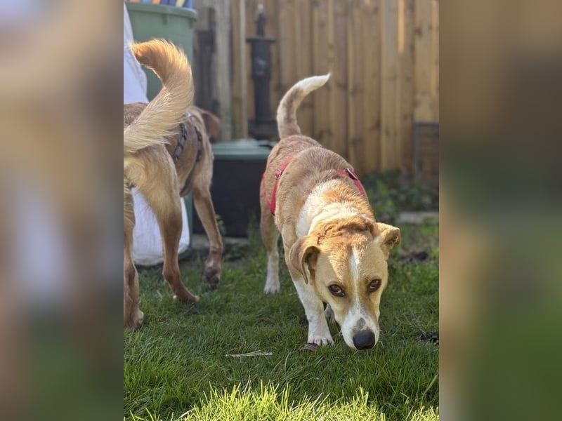 Süßer, rundum netter Beagle Corgi ähnl.  Hundejunge, 2,5J., gepflegt, kastriert