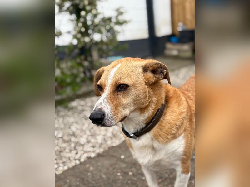 Süßer, rundum netter Beagle Corgi ähnl.  Hundejunge, 2,5J., gepflegt, kastriert