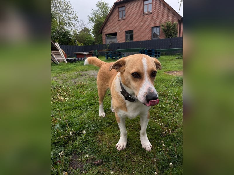 Süßer, rundum netter Beagle Corgi ähnl.  Hundejunge, 2,5J., gepflegt, kastriert