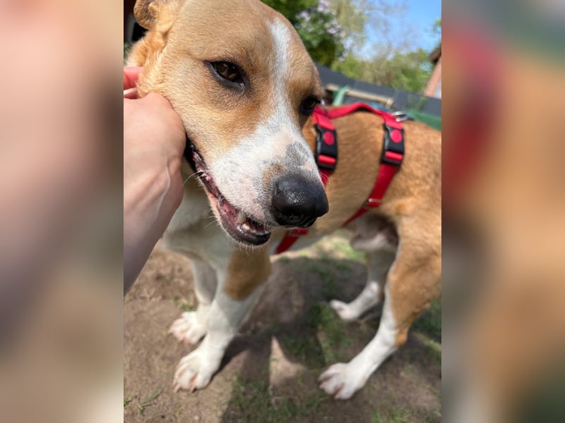 Süßer, rundum netter Beagle Corgi ähnl.  Hundejunge, 2,5J., gepflegt, kastriert