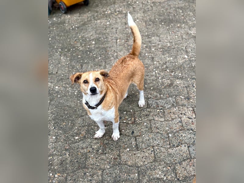 Süßer, rundum netter Beagle Corgi ähnl.  Hundejunge, 2,5J., gepflegt, kastriert