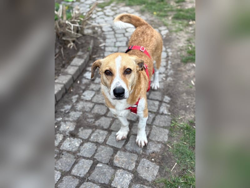 Süßer, rundum netter Beagle Corgi ähnl.  Hundejunge, 2,5J., gepflegt, kastriert