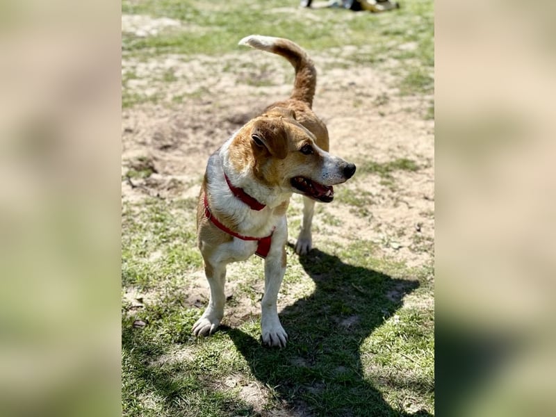 Süßer, rundum netter Beagle Corgi ähnl.  Hundejunge, 2,5J., gepflegt, kastriert