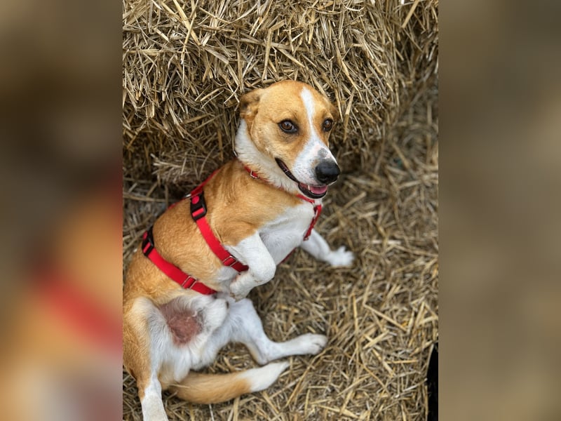 Süßer, rundum netter Beagle Corgi ähnl.  Hundejunge, 2,5J., gepflegt, kastriert