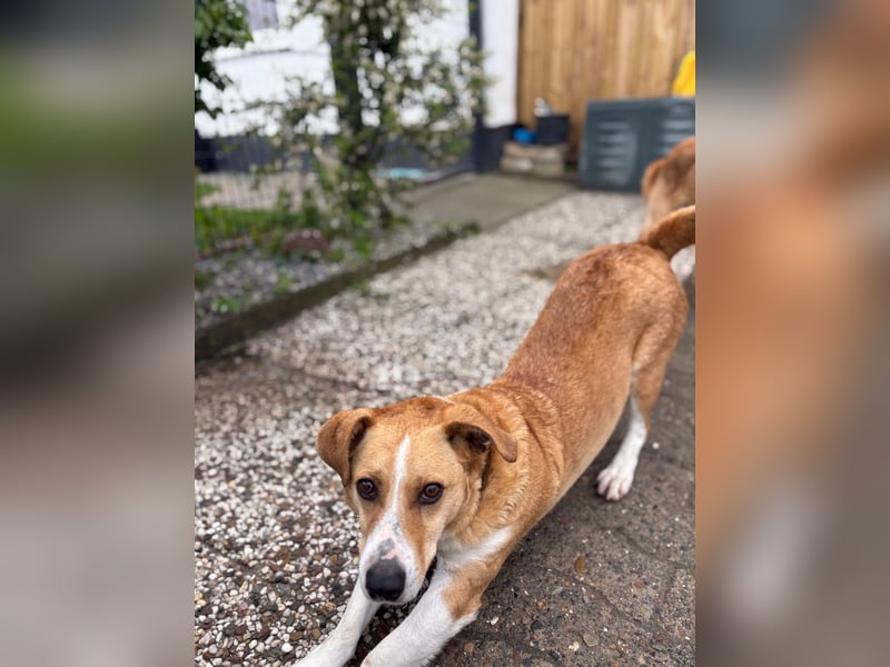 Süßer, rundum netter Beagle Corgi ähnl.  Hundejunge, 2,5J., gepflegt, kastriert