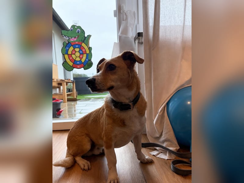 Süßer, rundum netter Beagle Corgi ähnl.  Hundejunge, 2,5J., gepflegt, kastriert