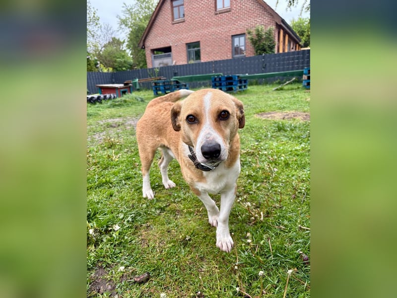 Süßer, rundum netter Beagle Corgi ähnl.  Hundejunge, 2,5J., gepflegt, kastriert