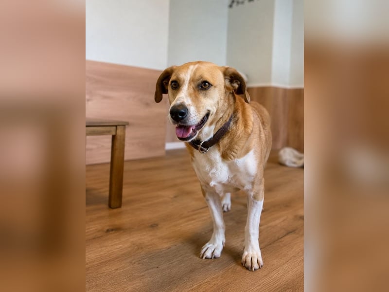 Süßer, rundum netter Beagle Corgi ähnl.  Hundejunge, 2,5J., gepflegt, kastriert