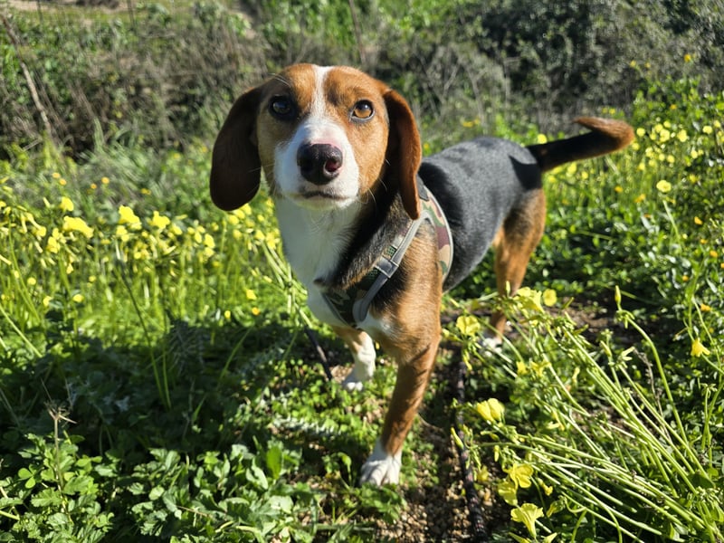 Macchia: ideal für die Familie