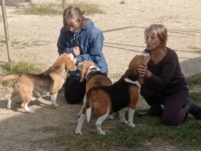 ABRIL-sehr liebes, zugewandtes Beagelmädchen sucht sehnsüchtig ihr liebevolles Zuhause