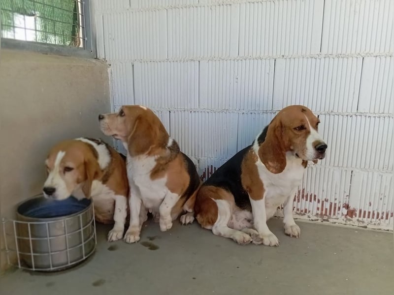 Liebenswürdige SABINA-sucht ein echtes, liebevolles Für-immer-Zuhause