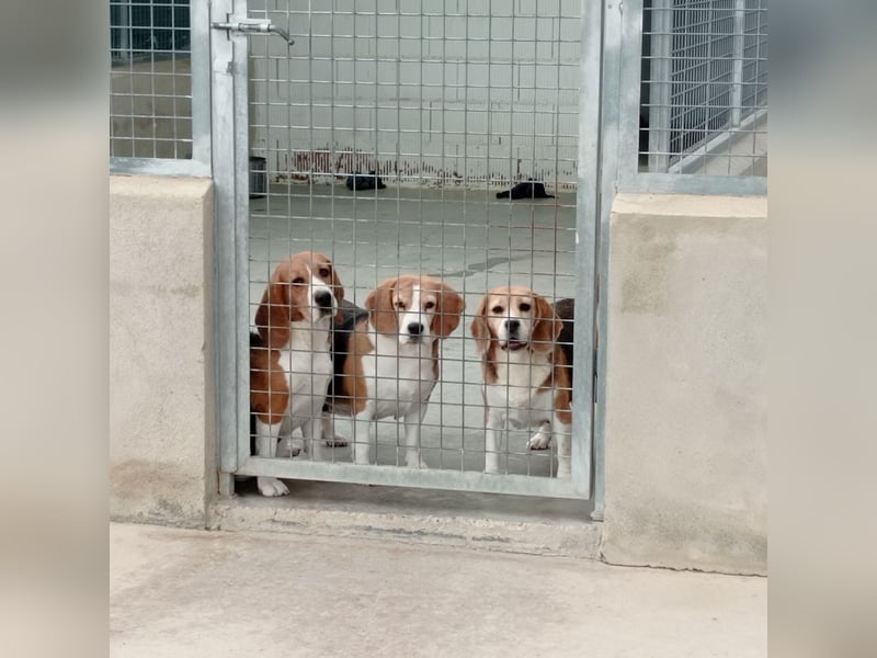 Liebenswürdige SABINA-sucht ein echtes, liebevolles Für-immer-Zuhause