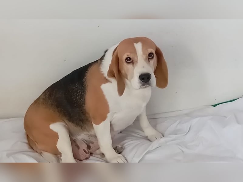 Liebenswürdige SABINA-sucht ein echtes, liebevolles Für-immer-Zuhause