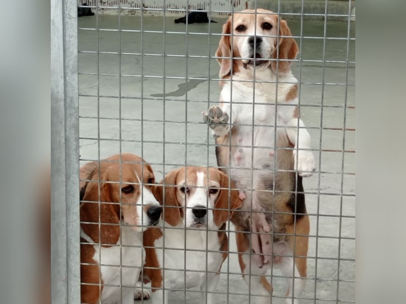 Liebenswürdige SABINA-sucht ein echtes, liebevolles Für-immer-Zuhause