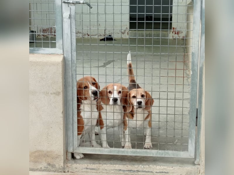Liebenswürdige SABINA-sucht ein echtes, liebevolles Für-immer-Zuhause