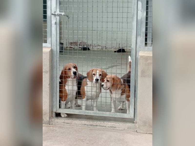 ABRIL-sehr liebes, zugewandtes Beagelmädchen sucht sehnsüchtig ihr liebevolles Zuhause