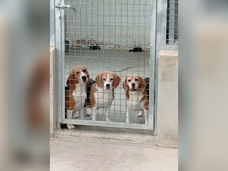 ABRIL-sehr liebes, zugewandtes Beagelmädchen sucht sehnsüchtig ihr liebevolles Zuhause