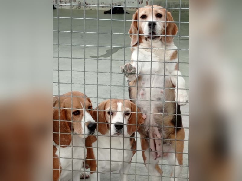 ABRIL-sehr liebes, zugewandtes Beagelmädchen sucht sehnsüchtig ihr liebevolles Zuhause