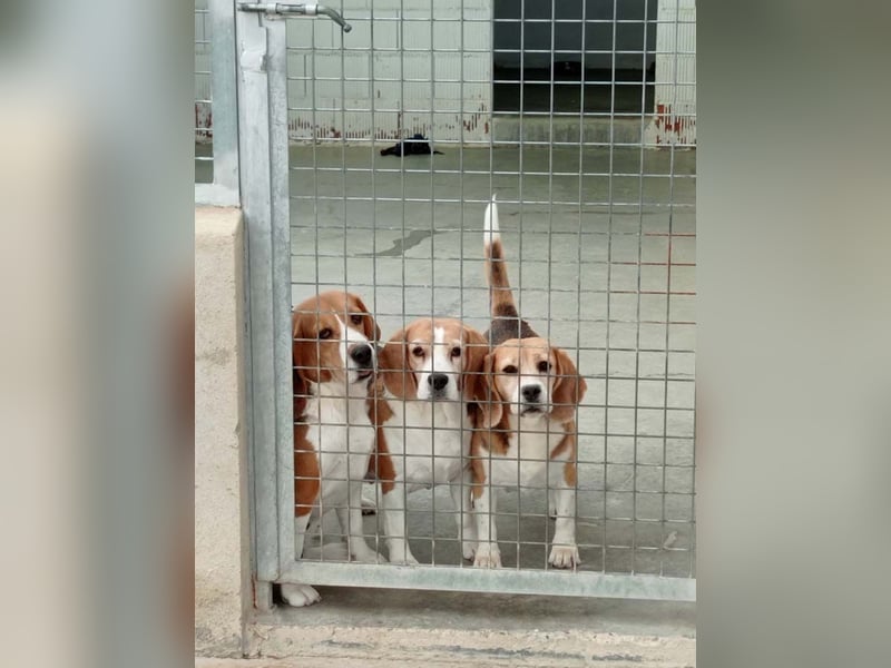 ABRIL-sehr liebes, zugewandtes Beagelmädchen sucht sehnsüchtig ihr liebevolles Zuhause