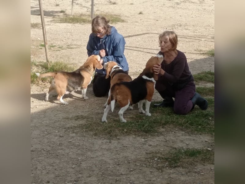 Liebenswürdige SABINA-sucht ein echtes, liebevolles Für-immer-Zuhause
