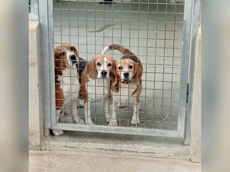 Liebenswürdige SABINA-sucht ein echtes, liebevolles Für-immer-Zuhause