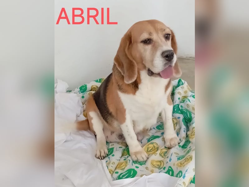 ABRIL-sehr liebes, zugewandtes Beagelmädchen sucht sehnsüchtig ihr liebevolles Zuhause