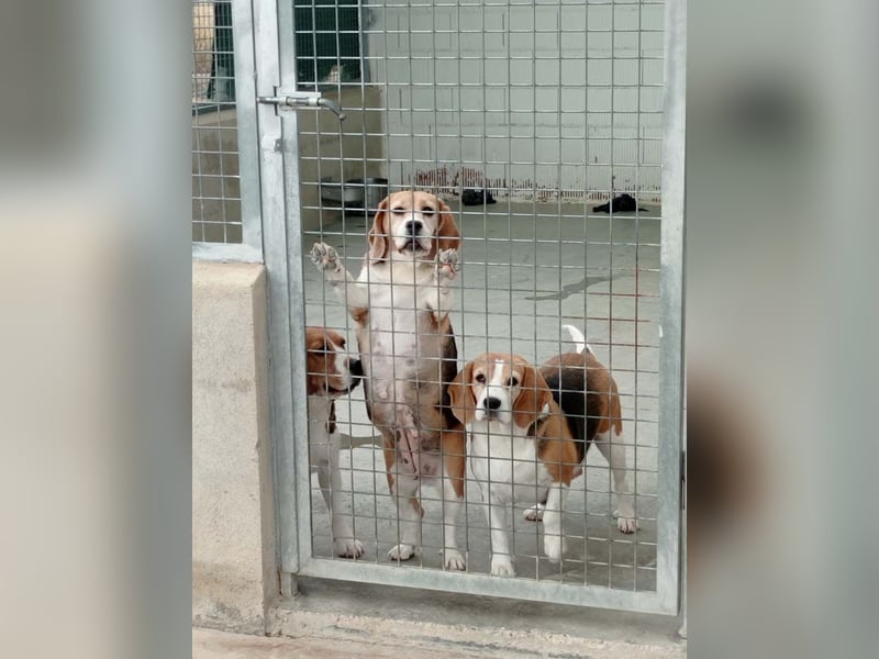 ABRIL-sehr liebes, zugewandtes Beagelmädchen sucht sehnsüchtig ihr liebevolles Zuhause