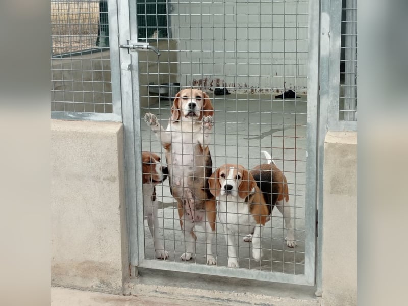 Liebenswürdige SABINA-sucht ein echtes, liebevolles Für-immer-Zuhause