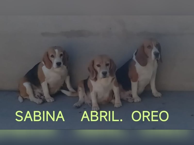 Liebenswürdige SABINA-sucht ein echtes, liebevolles Für-immer-Zuhause