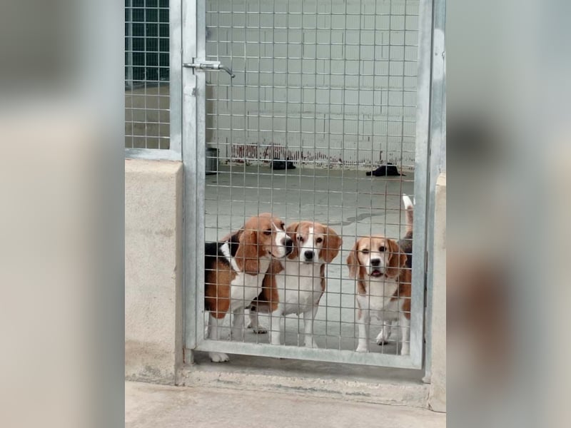 ABRIL-sehr liebes, zugewandtes Beagelmädchen sucht sehnsüchtig ihr liebevolles Zuhause
