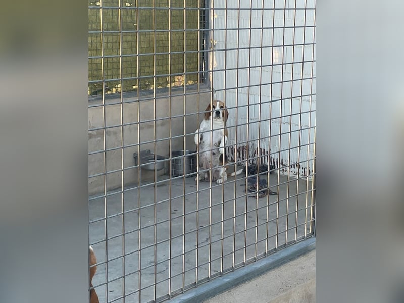 Liebenswürdige SABINA-sucht ein echtes, liebevolles Für-immer-Zuhause