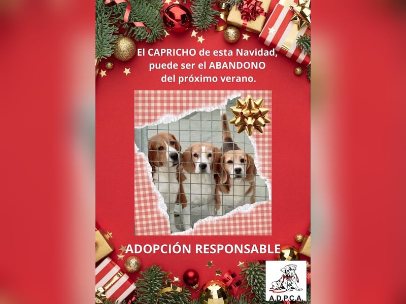 Liebenswürdige SABINA-sucht ein echtes, liebevolles Für-immer-Zuhause