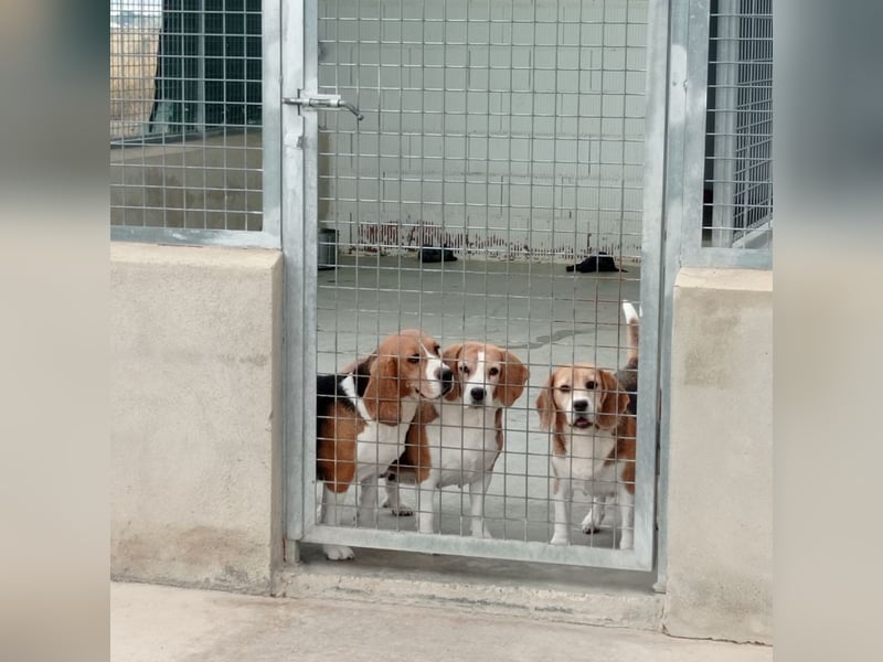 Liebenswürdige SABINA-sucht ein echtes, liebevolles Für-immer-Zuhause