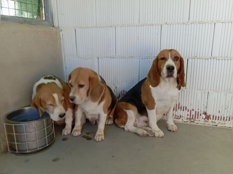 ABRIL-sehr liebes, zugewandtes Beagelmädchen sucht sehnsüchtig ihr liebevolles Zuhause