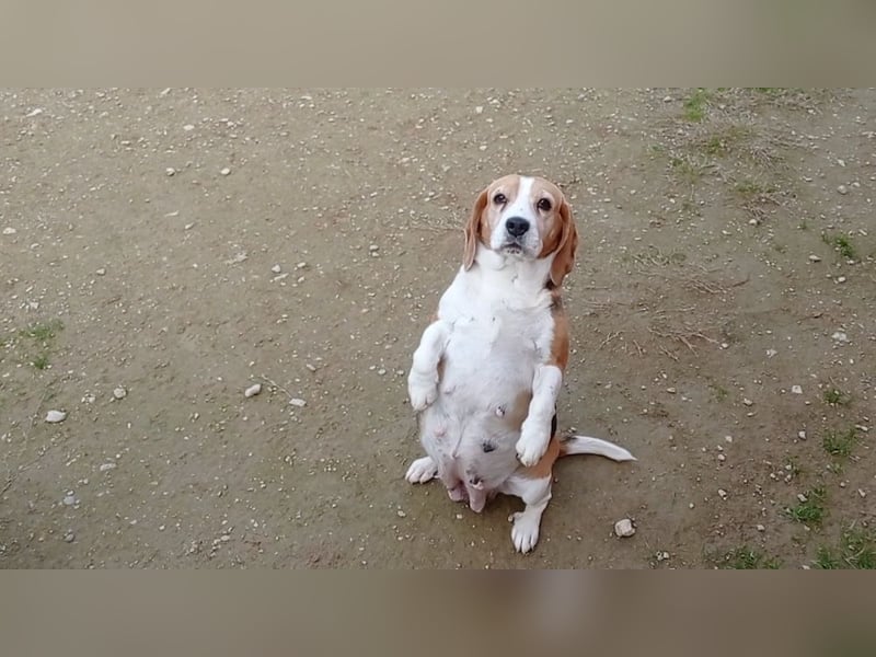 Liebenswürdige SABINA-sucht ein echtes, liebevolles Für-immer-Zuhause