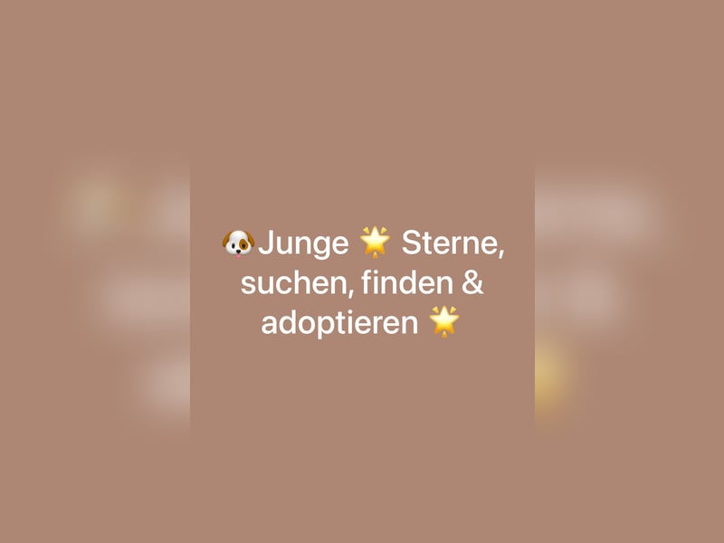 F1-BEAGLIER-WELPEN aus Etischer Zucht mit FCI-reinrassigen Eltern!