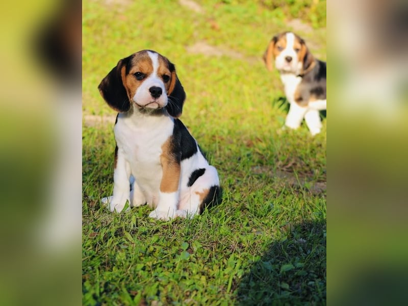F1-BEAGLIER-WELPEN aus Etischer Zucht mit FCI-reinrassigen Eltern!