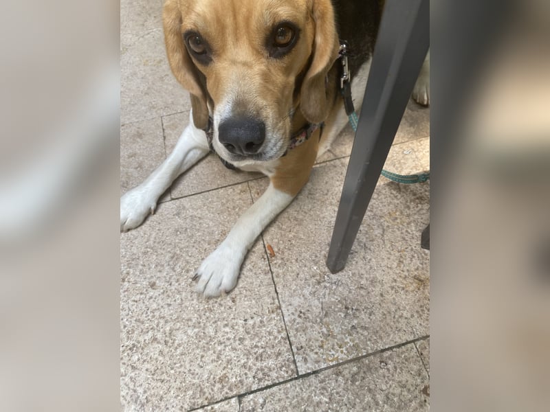 Liebe Beagle Lola sucht liebe (gerne auch ältere) Menschen