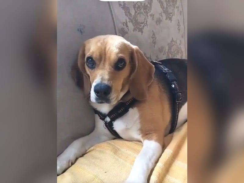Liebe Beagle Lola sucht liebe (gerne auch ältere) Menschen