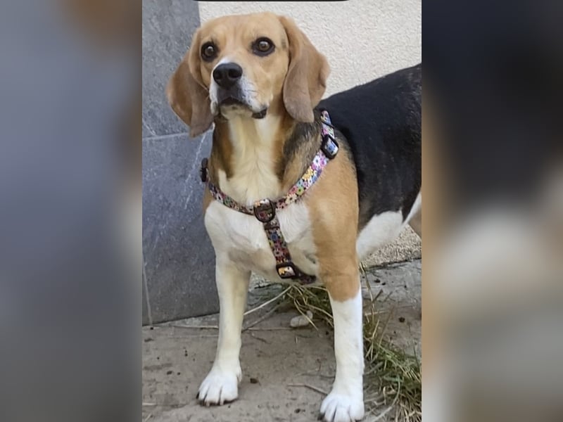Liebe Beagle Lola sucht liebe (gerne auch ältere) Menschen